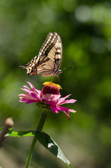 Butterfly with open wings perched on a flower in the garden. Closeup nature summer view with blurred background. Natural landscape, ecology concept.