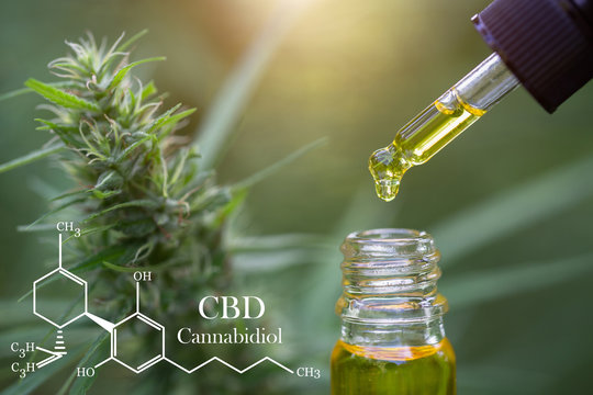 CBD elements in Cannabis,  droplet dosing a biological and ecological hemp plant herbal pharmaceutical cbd oil from a jar. Concept of herbal alternative medicine.