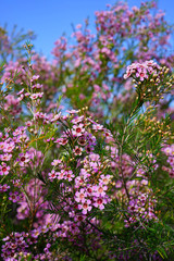 Obraz premium Pink waxflowers (Chamelaucium) growing on a shrub