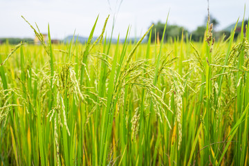 Ear of rice in Paddy field 