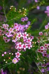 Pink waxflowers (Chamelaucium) growing on a shrub