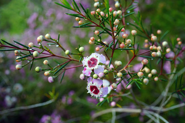 Pink waxflowers (Chamelaucium) growing on a shrub