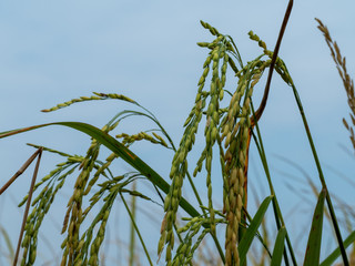 Naklejka premium ears of wheat