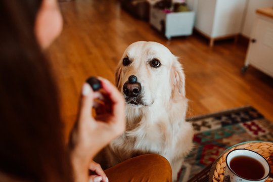 .Pretty young woman having an appetizing and healthy breakfast on the sofa at home on an autumn morning accompanied by her beautiful golden retriever. Lifestyle