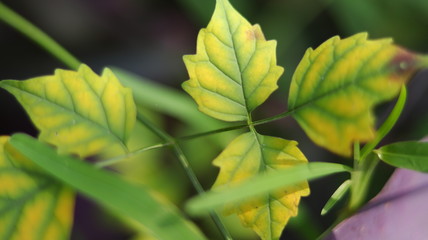 green leaves of tree