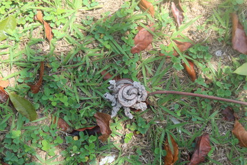 snail on grass