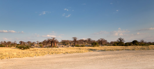 Fototapeta na wymiar Baobab trees on Kubu Island in Botswana