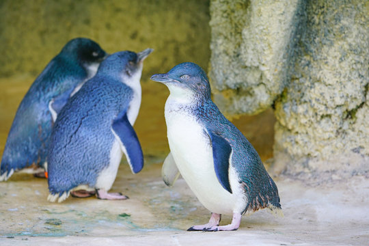View of a little penguin (eudyptula minor) in Perth, Western Australia