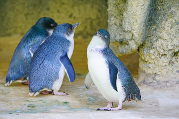 View of a little penguin (eudyptula minor) in Perth, Western Australia © eqroy