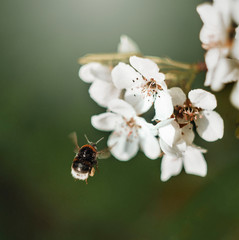 Little bee pollinate an apple tree flower