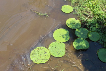 Obraz na płótnie Canvas water lily in the pond