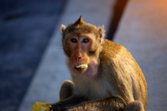The image of a monkey sitting on a banana eating fruit