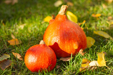 Autumn harvest and leaves composition in warm sunlight