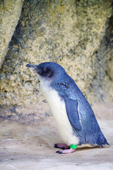 View of a little penguin (eudyptula minor) in Perth, Western Australia