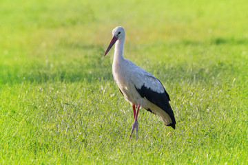 Stork on a green pace