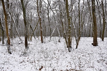 forest and winter