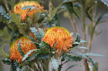 Australian native Showy Dryandra flowers, Banksia formosa, family Proteaceae. Endemic to south west Western Australia. Formerly known as Dryandra formosa.