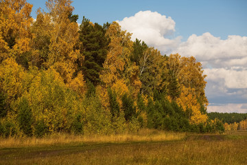 Fototapeta premium Autumn landscape with yellow trees.