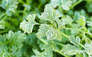 frost on the green grass in the early morning