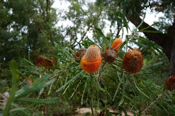 Orange flower spike of the Acorn Banksia plant, a coastal tree in Australia