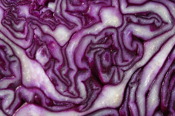 Obraz premium Purple cabbage interior