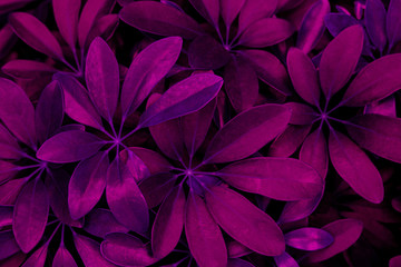 abstract purple leaf texture, nature background, dark tone