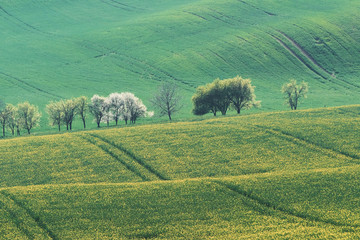 Fototapeta na wymiar Beautiful meadow. Green agricultural fields of Moravia at daytime. Nice weather