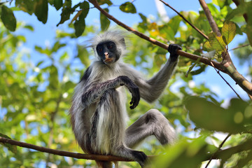 Obraz premium Zanzibar red colobus in Jozani forest. Tanzania, Africa