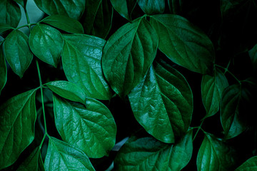 abstract green leaf texture, nature background, tropical leaf