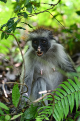Zanzibar red colobus in Jozani forest. Tanzania, Africa