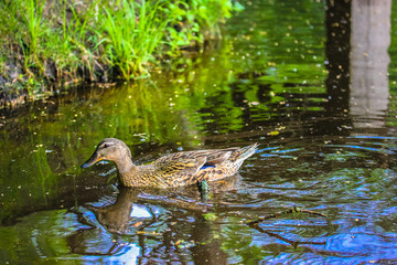 Duck swims in the lake.