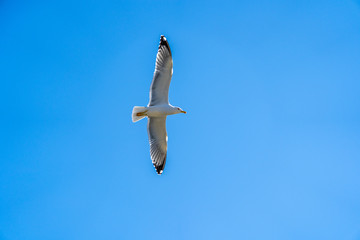 gaviotas volando en cielo azul 