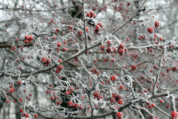 red berries in snow