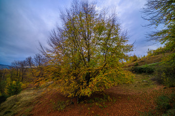 Fototapeta na wymiar Beautiful Autumn Landscape on a November Day.
