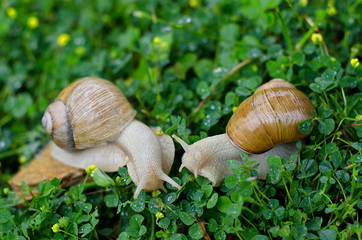 Couple of snails in garden crawl through green grass