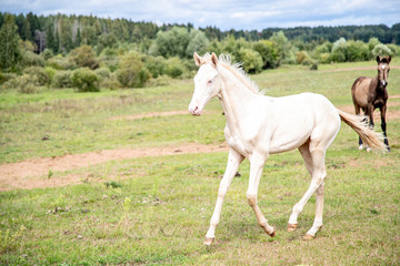 Obraz na płótnie Canvas Running cremello Akhal-teke foal in the meadow