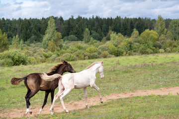Fototapeta na wymiar Playing Akhal-teke foals chasing each other 3