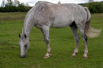 Obraz premium Grazing mare make ideal lawn 