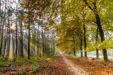 Autumn colors in Nature reserve Planken Wambuis at the Veluwe in Gelderland in the Netherlands