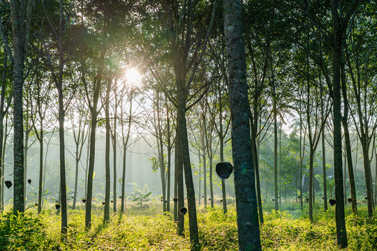 A tree that produces the latex from which rubber is manufactured, Rubber tree plantation investments, New investment strategies in &ldquo;white gold&rdquo;