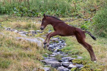 Mountain foal jumping the creek