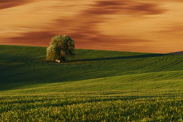 Golden colored weadow. Tree on green field in Moravia. Beautiful nature. Rural scene