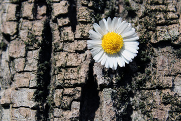 Ruvida corteccia con ruota di petali
