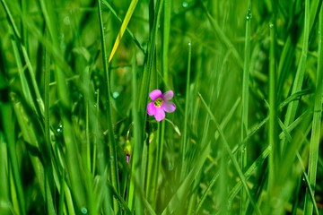 Pink wild flower