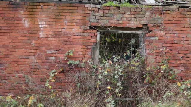Old Red Brick Derelict Dairy Barn, Wood Lintel Doorway, Brambles Growing.
