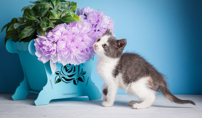 Kitten standing near the side of the box with flowers