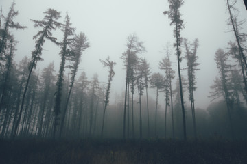Fototapeta na wymiar Forest in fog with mist. Fairy spooky looking woods in a misty day. Cold foggy morning in horror forest with trees