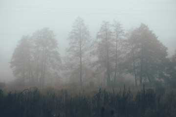 Fototapeta na wymiar Forest in fog with mist. Fairy spooky looking woods in a misty day. Cold foggy morning in horror forest with trees