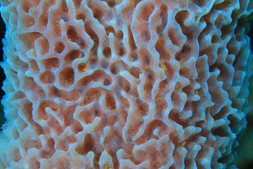 Caribbean sea sponge