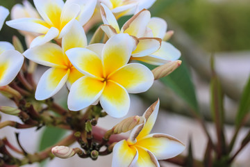 White flowers of plumeria. Tropical flower.